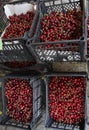 Cherries. Cherry. Organic cherries in basket on a farmerÃ¢â¬â¢s market. Red cherry background. Fresh cherries texture. Healthy food. Royalty Free Stock Photo